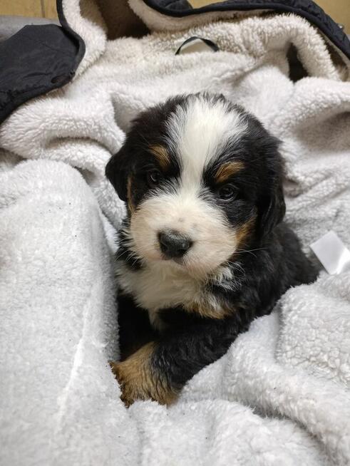 Berneński pies pasterski