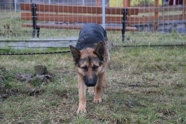 Graf szuka własciciela