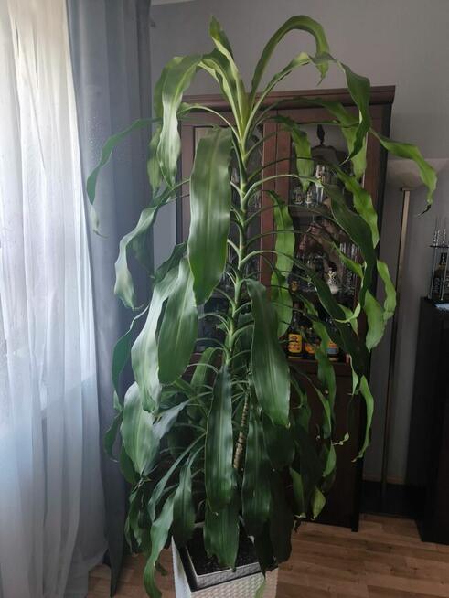 Dracena wonna 170 cm