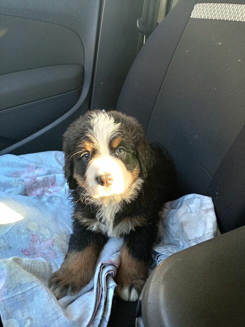 Berneński pies pasterski