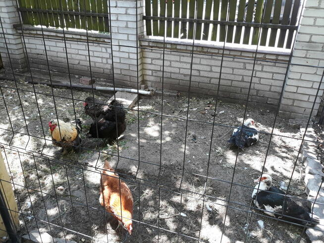 sprzedam jajka wiejskie, kurze