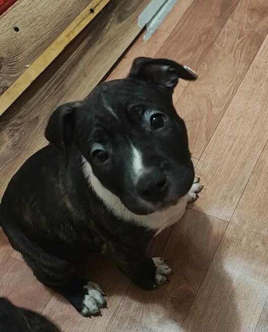 Szczeniaki Amstaff Stanford Terrier