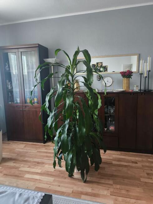Dracena wonna 170 cm
