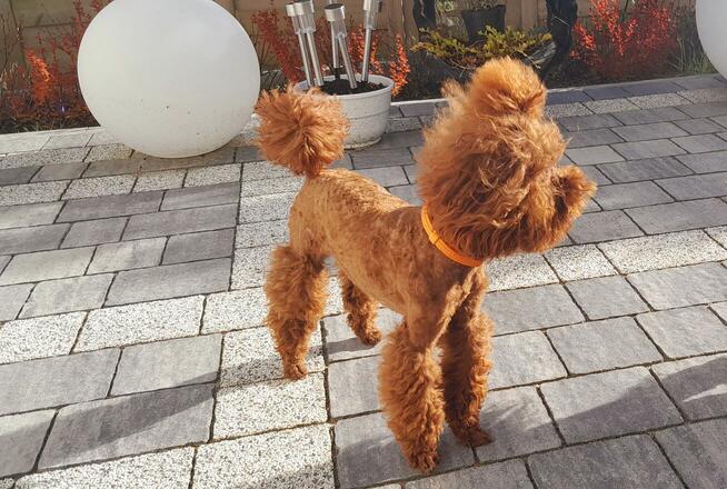 PUDEL TOY (26cm) -RED-BROWN-badania genetyczne ,ZERKNIJ