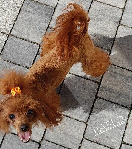 PUDEL TOY (26cm) -RED-BROWN-badania genetyczne ,ZERKNIJ