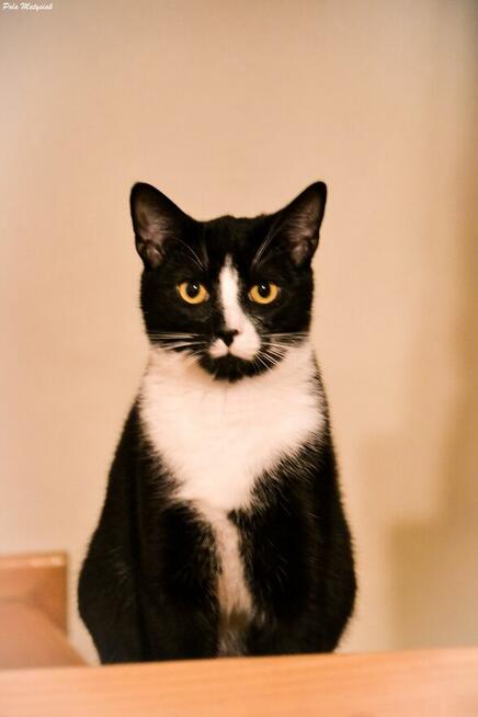 Lolek mówi, że już najwyższy czas wyruszyć w podróż do domu