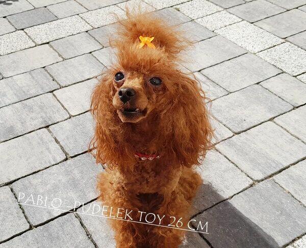PUDEL TOY (26cm) -RED-BROWN-badania genetyczne ,ZERKNIJ