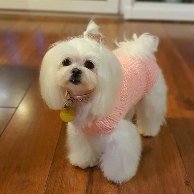 Maltańczyk ,malutki reproduktor, zdrowy, zadbany- ZAPRASZA