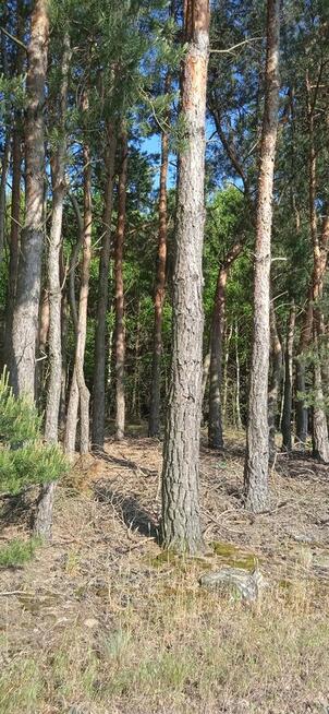 Sprzedam działki leśne