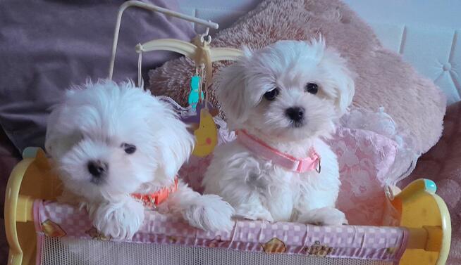 Maltańczyk ,malutki reproduktor, zdrowy, zadbany- ZAPRASZA