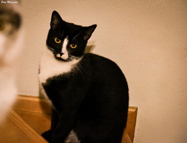 Lolek mówi, że już najwyższy czas wyruszyć w podróż do domu