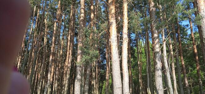 Sprzedam działki leśne