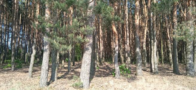 Sprzedam działki leśne