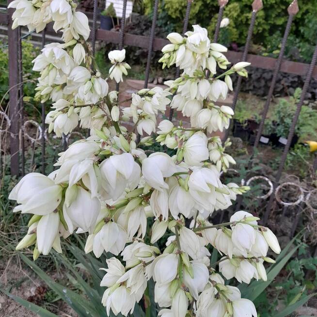 Usługi ogrodnicze aranżacja ogrodów