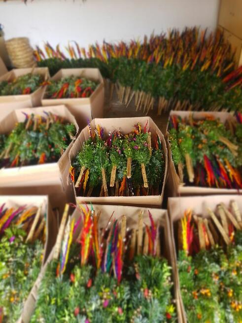 palmy Wielkanocne, palmy żywe- PRODUCENT