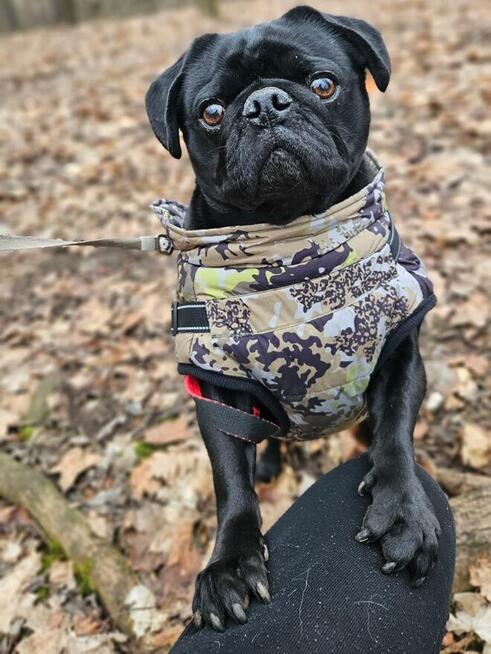 Domowa opieka nad (mo)psem, PETSITTER, DOGSITTER