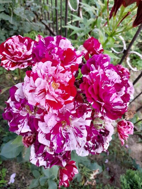 Usługi ogrodnicze aranżacja ogrodów