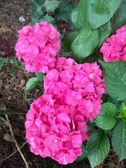 Usługi ogrodnicze aranżacja ogrodów