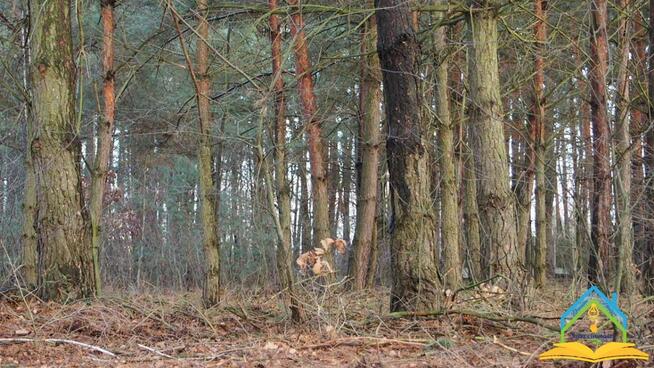 Działka budowlana Przypki gm. Tarczyn