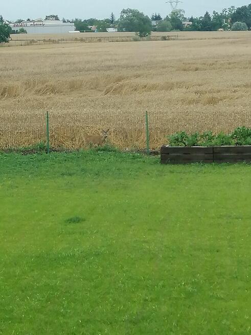 Poznań/Kiekrz Dom wolnostojący 95 m2 / 1000m2