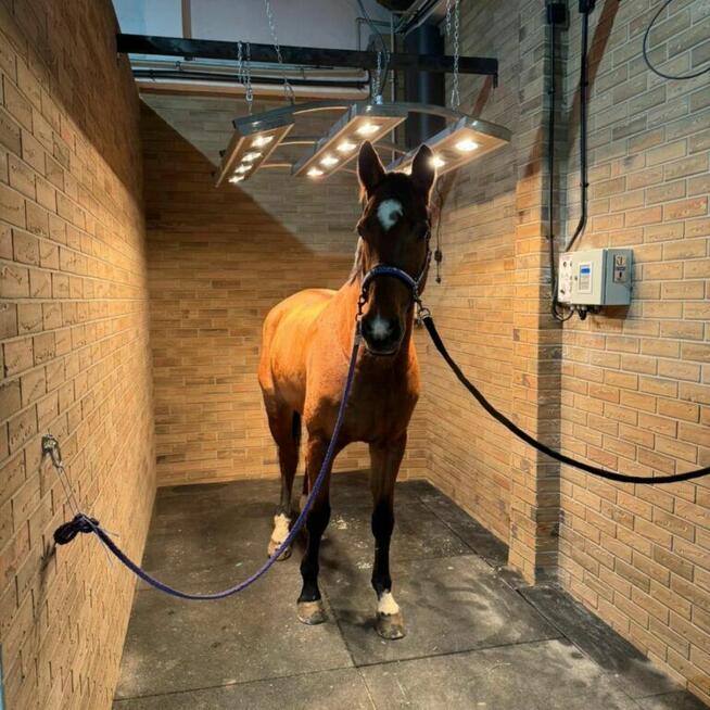 Solarium dla Koni Drimee Sirocco