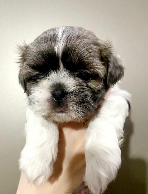 Shih Tzu