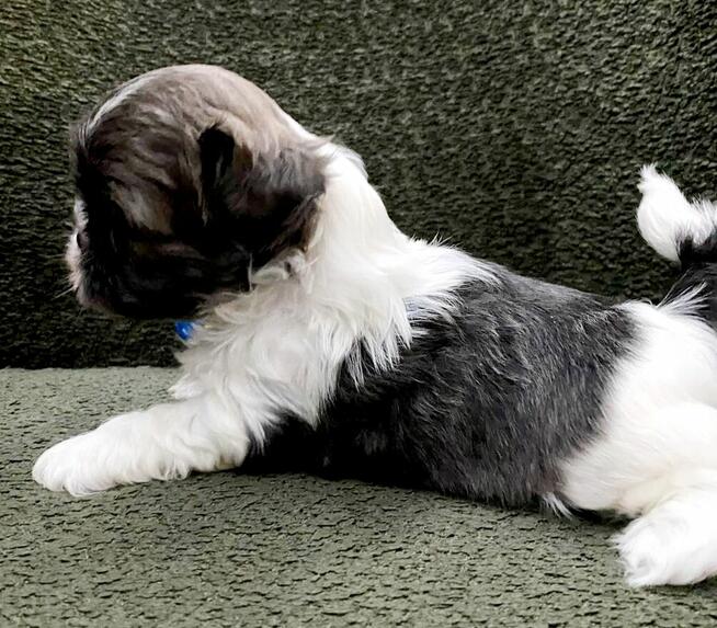 Shih Tzu