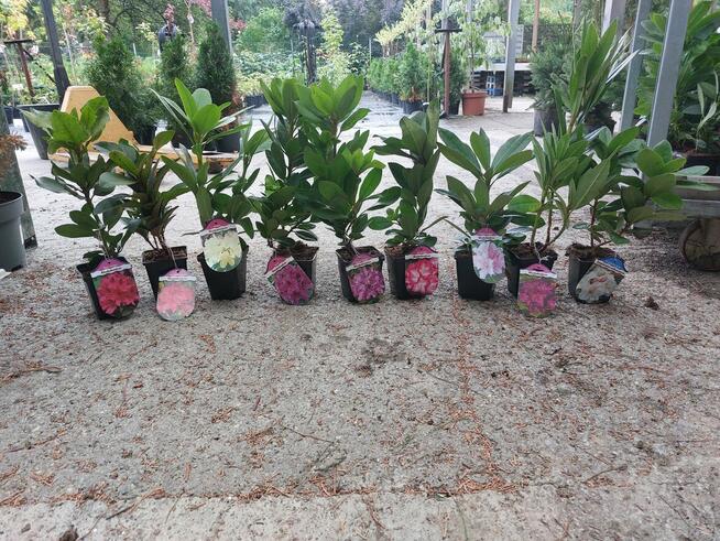 Rododendrony (różne odmiany) - sadzonki p9