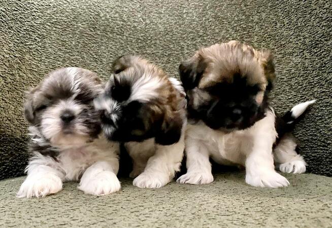 Shih Tzu