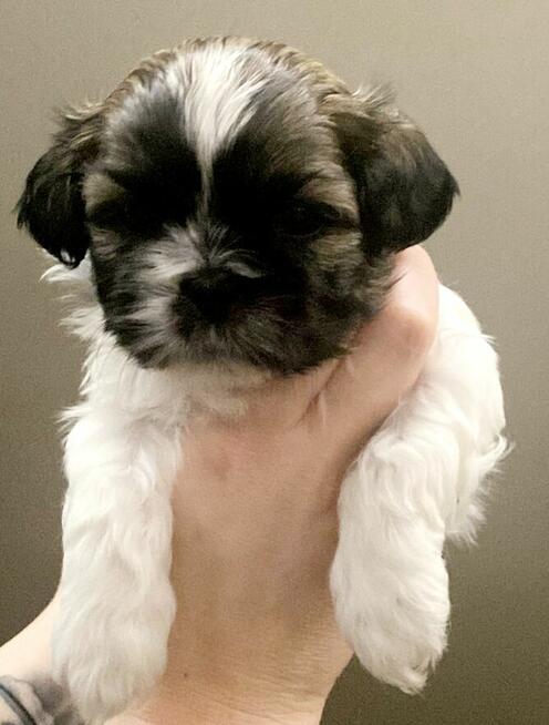 Shih Tzu