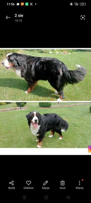 Psi fryzjer, groomer, salon dla psów i kotów,