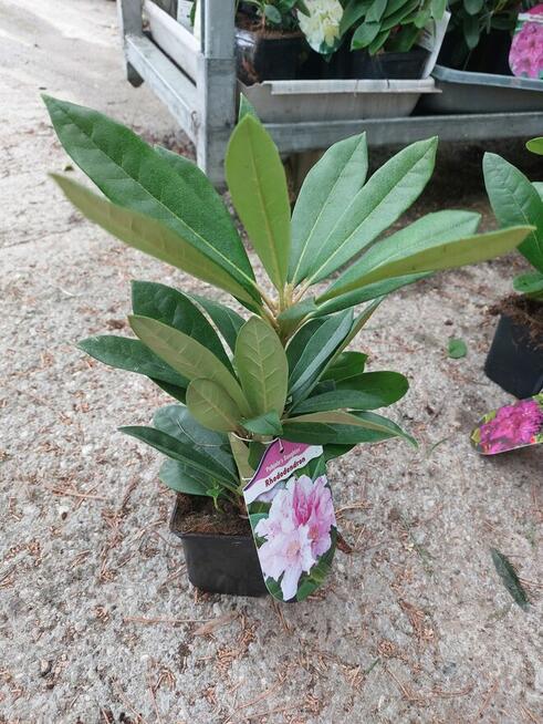 Rododendrony (różne odmiany) - sadzonki p9