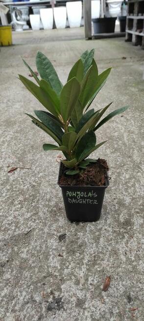 Rododendrony (różne odmiany) - sadzonki p9