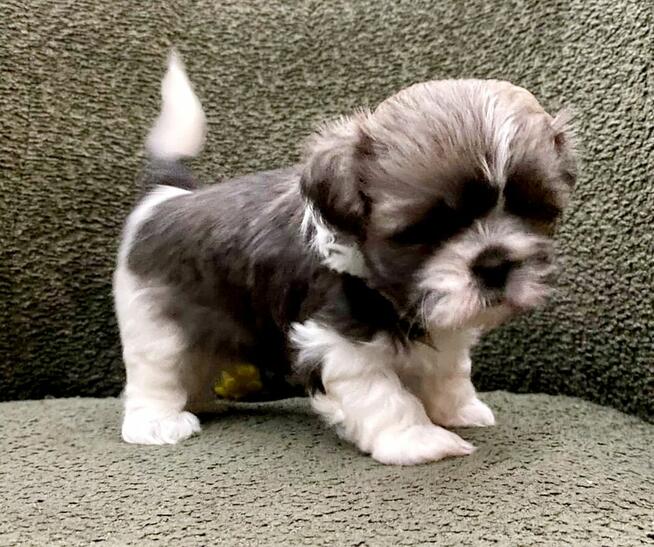 Shih Tzu