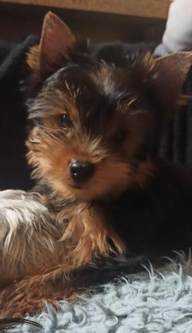 Yorkshire terrier