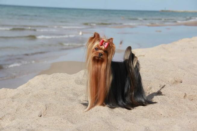 Yorkshire terrier