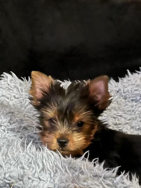 Yorkshire terrier