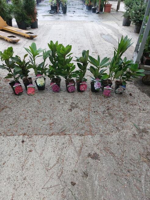 Rododendrony (różne odmiany) - sadzonki p9