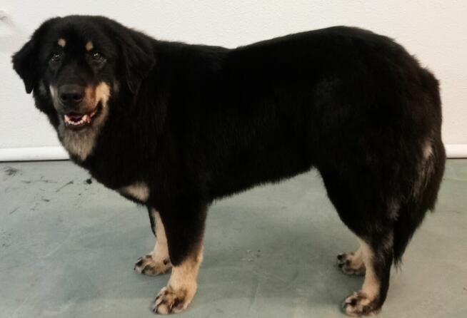 Psi fryzjer, groomer, salon dla psów i kotów,