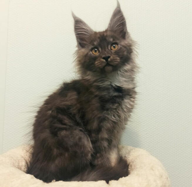 Maine Coon - kocięta z legalnej hodowli FPL, od lek. wet.