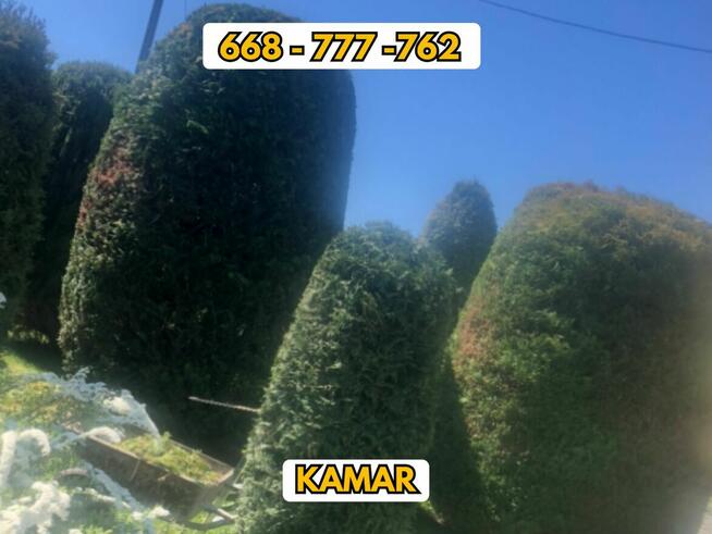 Koszenie trawy, przycinanie koron drzew i drzewek, żywopłot