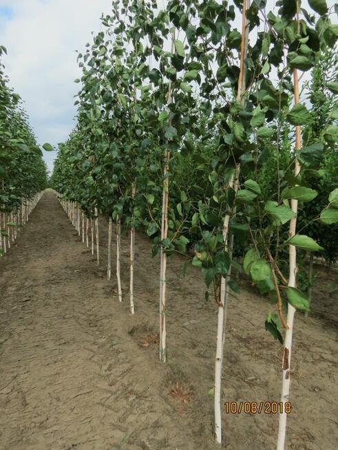 SADZENIE Drzew Klon , platan ,lipa , brzoza , świerk , jodła