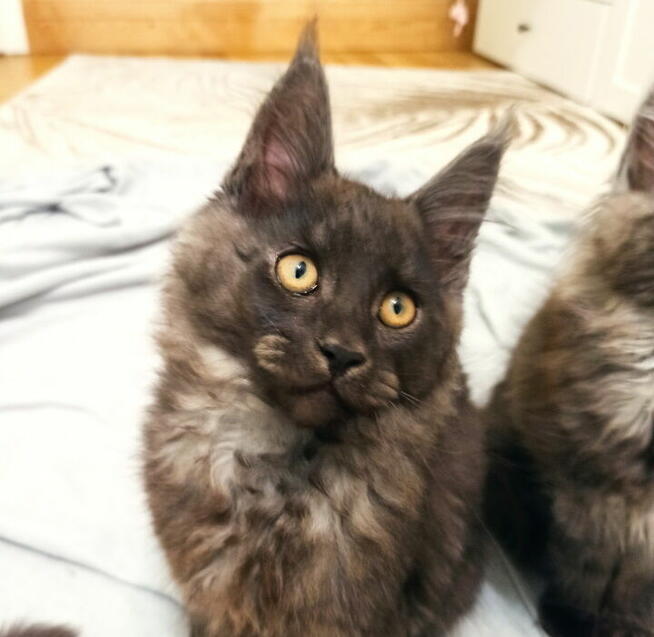 Maine Coon - kocięta z legalnej hodowli FPL, od lek. wet.