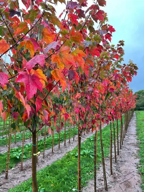 SADZENIE Drzew Klon , platan ,lipa , brzoza , świerk , jodła