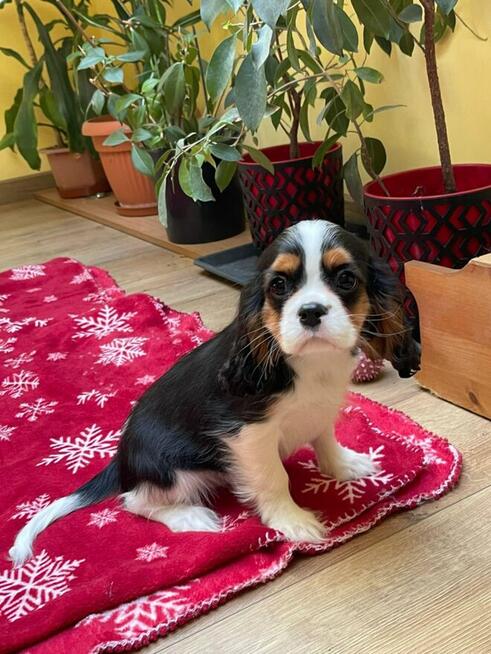 Cavalier king charles spaniel