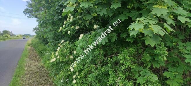 Piękna działka z Bukową Aleją wydane WZ