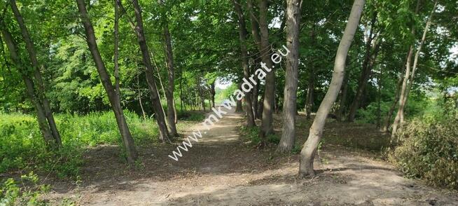 Piękna z Bukową Aleją wydane WZ 4 km od Sochaczewa