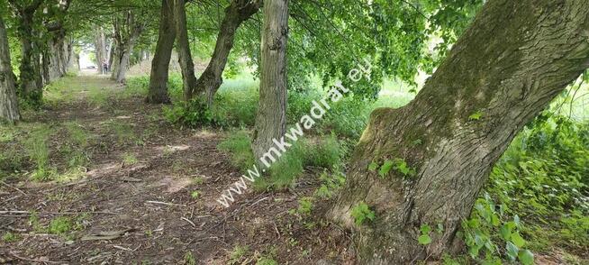 Piękna z Bukową Aleją wydane WZ 4 km od Sochaczewa