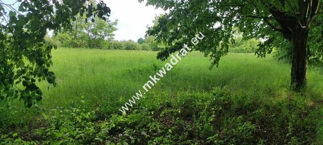 Piękna z Bukową Aleją wydane WZ 4 km od Sochaczewa