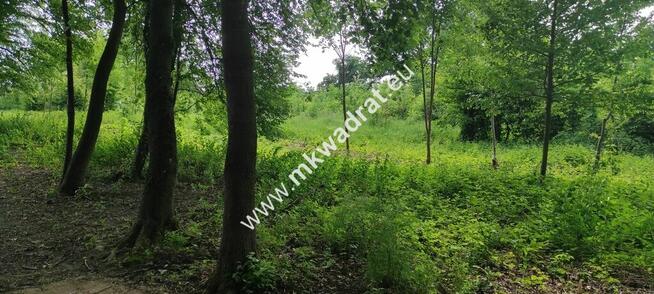 Piękna z Bukową Aleją wydane WZ 4 km od Sochaczewa